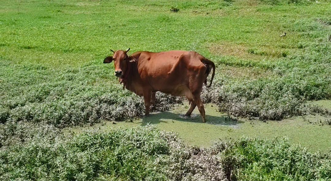 Kurukshetra: कुरुक्षेत्र के विकास नगर की बदहाल तस्वीर, सुविधाओं के लिए अधिकारियों के चक्कर काटने को मजबूर लोग